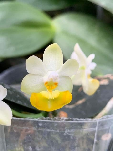 Phalaenopsis Lobbii X Sib Furniture Home Living Gardening Plants