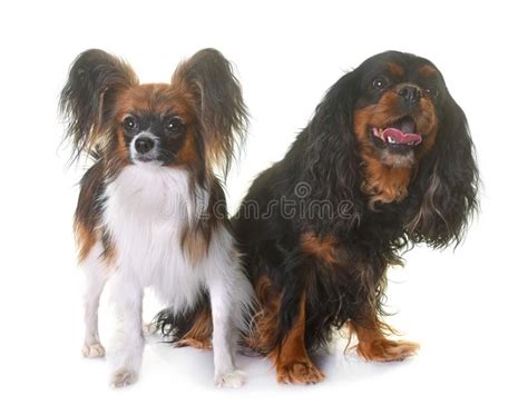 Cavalier King Charles And Papillon Dogs Stock Image Image Of White