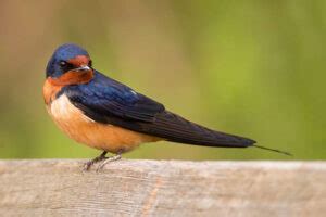 Barn Swallow Symbolism And Spiritual Meaning