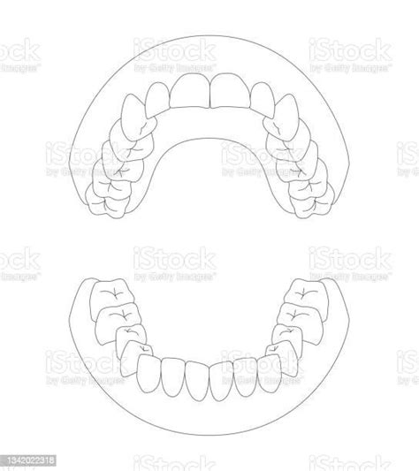 Illustration Of Human Dentition Stock Illustration Download Image Now Dentures Anatomy