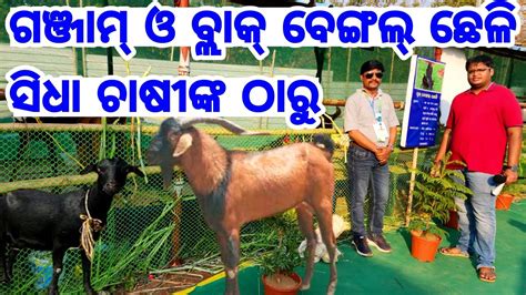 Ganjam Goat And Black Bengal Goat Available Directly From Farmer In