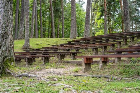 Empty Wooden Bench Rows In Park For Outdoor Events Stock Photo Image