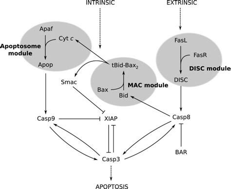 Construction And Analysis Of A Modular Model Of Caspase Activation In