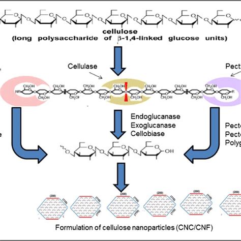 Diagramatic Demonstration Of Enzymatic Hydrolysis Of Cellulose To