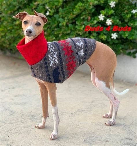 Italian Greyhound Coat