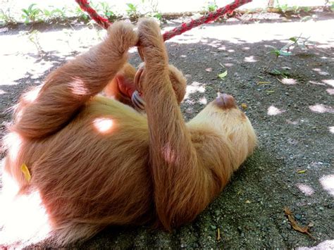 A Brown And White Sloth Laying On Its Back In The Dirt Next To A Red Rope