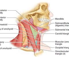 Clinical Anatomy Posterior Anterior Neck LE Kinesiology