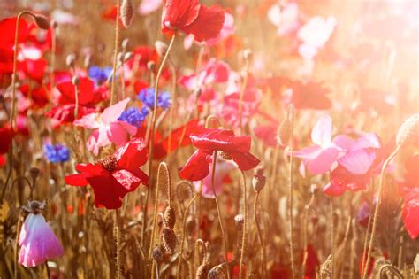 Wandbild Mohnblumen In Der Sonne Gebadet Dovido De