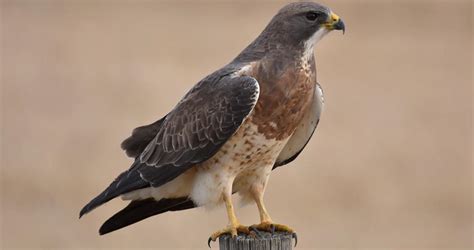 Hawks In Texas Our Top 15 Lords Of The Skies Species Guide