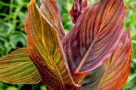 Grow Tropicanna Canna For Tropical Colorful Leaves