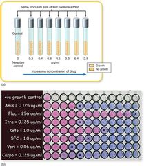 MIC Determination Tube Dilution Beta Lactamase Test Quizlet