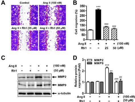 Figure From Ginsenoside Rh Inhibits Angiotensin Ii Induced Vascular