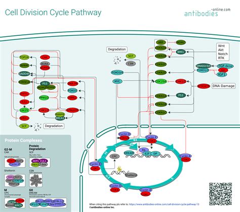 Pathways Cycle Cellulaire Anticorps Enligne Fr