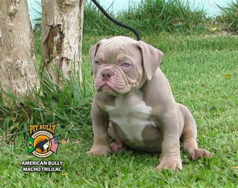 American Bully Micro Pocket E Exotic Canil Pitbully