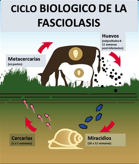 Fasciolasis