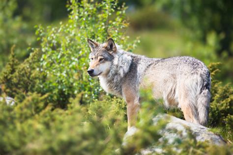 Tir De D Fense Un Loup Abattu Dans Le Doubs Faits Divers Agri Mutuel