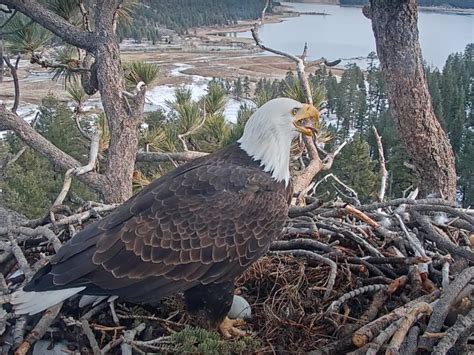 Big Bear Bald Eagles Lay First Egg of 2023 | Banning, CA Patch