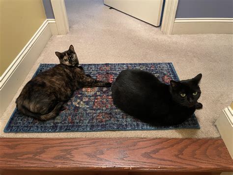 You Shall Not Pass : r/cats