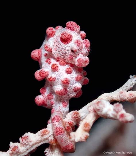 Pygmy Seahorse | NatureRules1 Wiki | Fandom