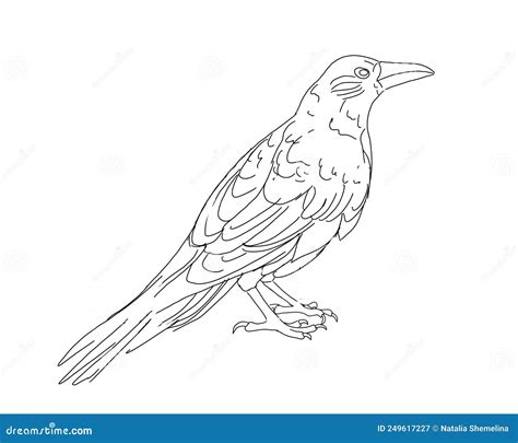 Raven Line Drawing Sketch On White Background Stock Illustration