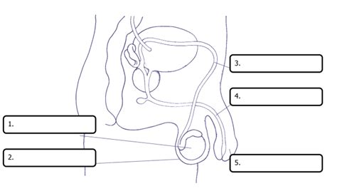 Male Reproductive System Diagram Quizlet