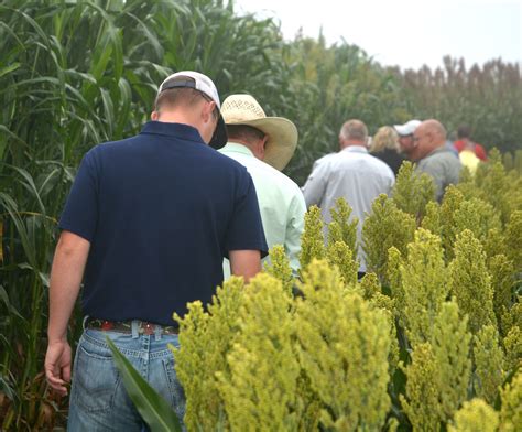 Forage sorghum silage tour set for Sept. 8 near Bushland | AgriLife Today