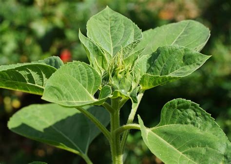 Helianthus annuus - Изображение особи - Плантариум
