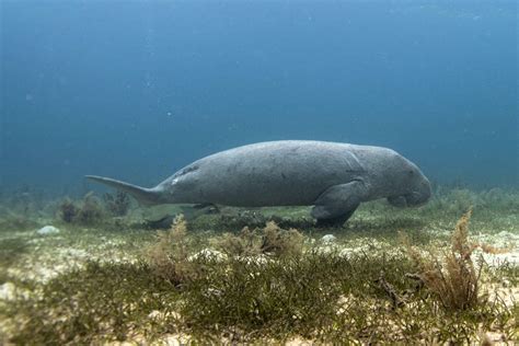 IUCN Red List Dugong Subpopulations Reassessed Dugong Seagrass Hub