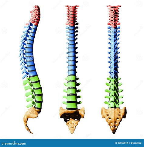 Spine Vertebrae - Color Parts Stock Images - Image: 30058014