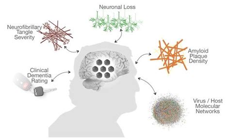 Neurociencia Colombia on Twitter Una de los hallazgos más