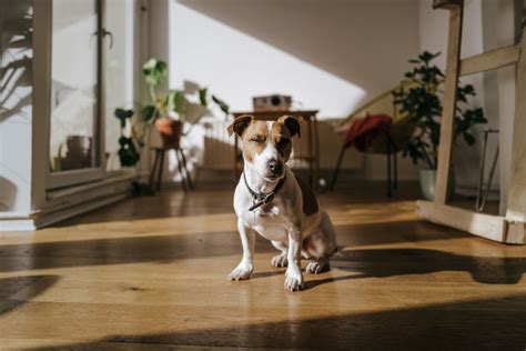 Pourquoi Mon Chien Cligne Des Yeux Botaneo