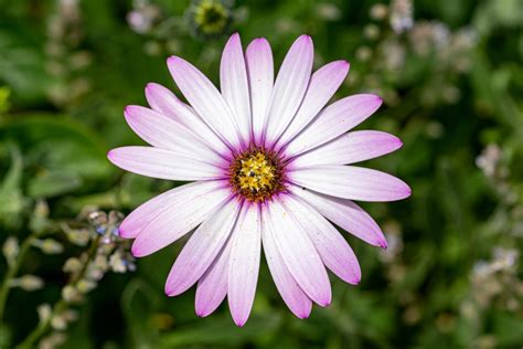 Osteospermum Grow And Care For Your African Daisies With These Practical Tips Horticulture