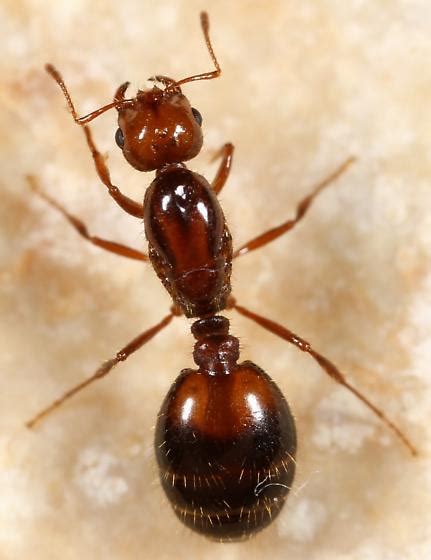 Queen Solenopsis Invicta Bugguidenet