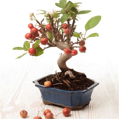 Royal Poinciana Bonsai | Flame Tree Care & Growing Guide