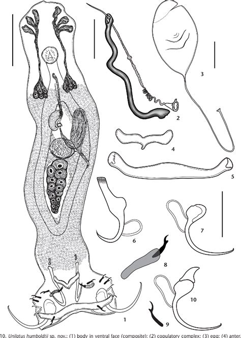figure      species  monogenoidean parasites