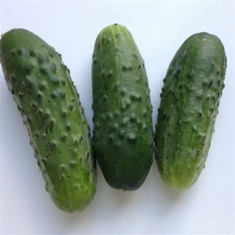 Огурец «Лилипут» — описание, фото и характеристики сорта