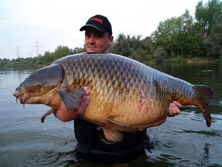 Карп - ukrfishing.do.am