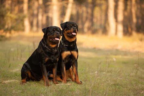 Everything You Wanted To Know About Female Rottweilers