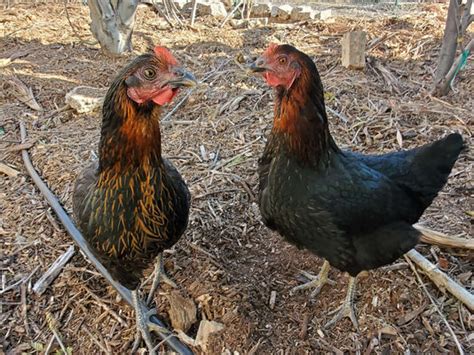 The Production And Longevity Of Black Sex Links BackYard Chickens Learn How To Raise Chickens