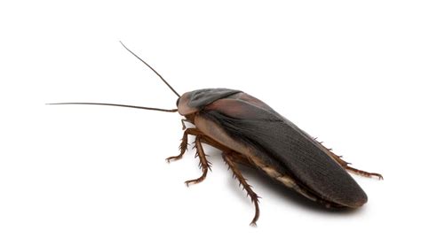 How To Get Rid Of Outdoor Roaches Pests In The Home