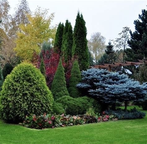 Get To Know Different Types Of Conifers Artofit