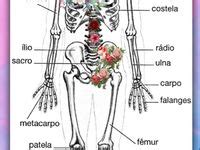 Ideias De Anatomia Do Corpo Humano Como Estudar Anatomia Material