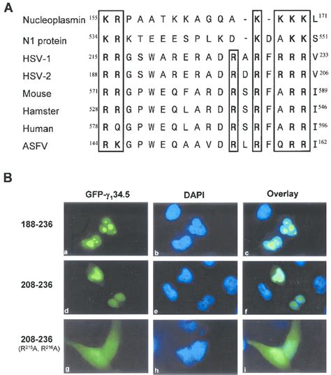 Analysis Of The Bipartite Nuclear Localization Signal In The 1 34 5