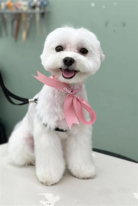 18 Dog Grooming Styles For Maltese (With Pictures)