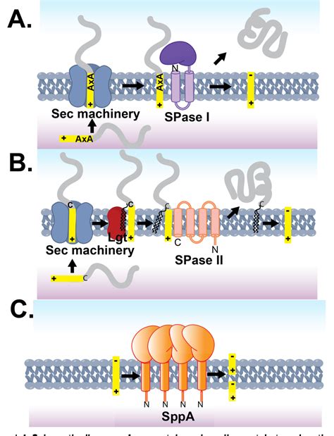 Figure From Crystallographic Analysis Of Bacillus Subtilis Signal