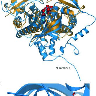 Crystal structure of the human adenylate cyclase. a) Ribbon diagram of ...