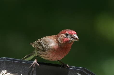 House Finch Small Bird North Free Photo On Pixabay Pixabay