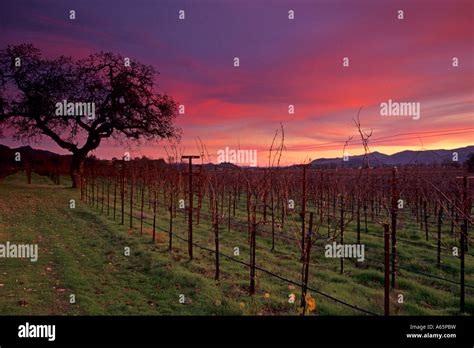 Winter Sunset Over Vineyard Along The Silverado Traill Napa Valley Napa