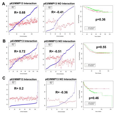 P63 Transcriptionally Regulates The Expression Of Matrix