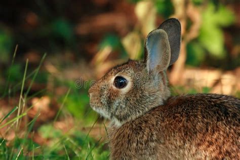 Cute wild rabbit stock image. Image of outdoor, cute, garden - 3240593